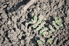 Euphorbia corrigioloides